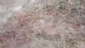 Ловля певчих птиц в Саратове 2
