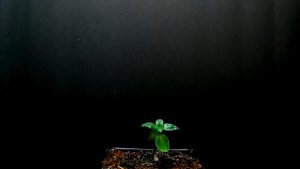 Субханака Рабби _ Subhanaka Rabbi