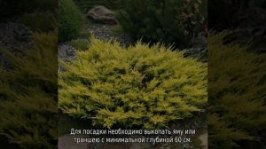 Можжевельник Лайм Глоу: описание, посадка и уход