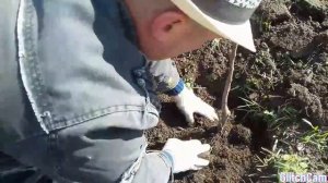 Как посадить абрикос? Очень просто.