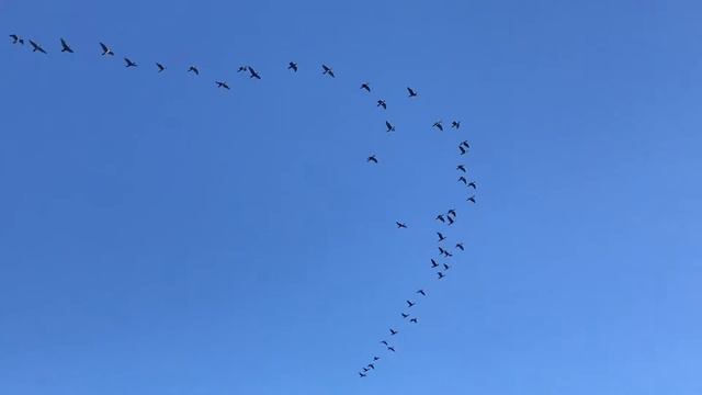 Летят утки