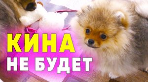 Щенкам шпица 93 дня. Шпицеферма закрывается. Финита ля комедия. Что будет летом