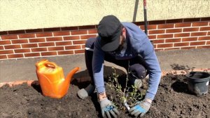 Магнолия звездчатая, посадка и уход шикарные и самые ранние!