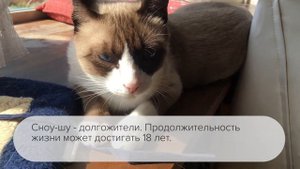 Порода кошек СНОУ-ШУ. Характер, здоровье.