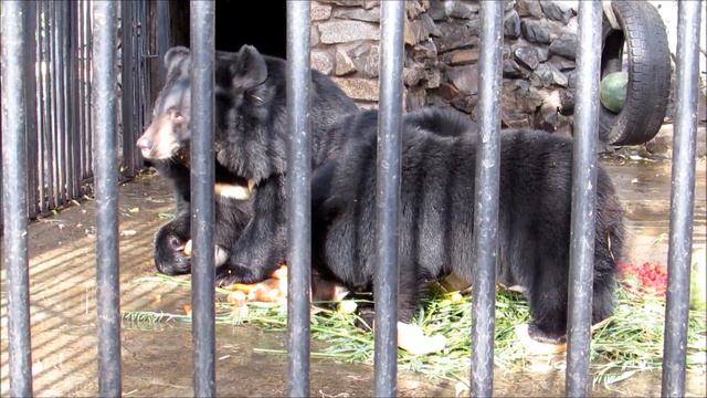 Гималайские мишки кушают витамины 09.10.18 смотреть онлайн