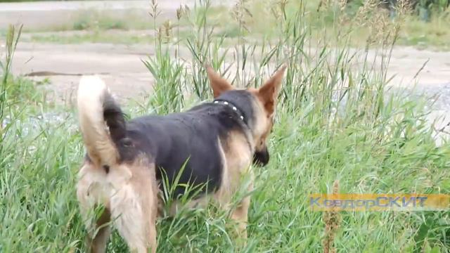 Ненадлежащее содержание собак
