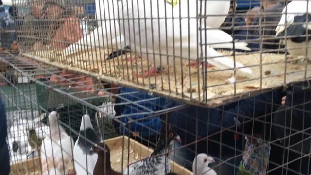 Осенняя съездная ярмарка голубей на Птичьем рынке 26-27 октября 2019 года г.Москва