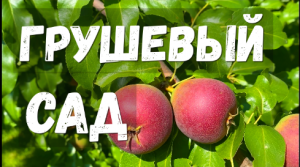 Мой грушевый сад?