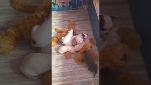 Как смешно спят щенки чихуахуа Симферополь