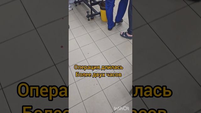 День операции Митьки#ЛикаХолод#помощьживотным#котики