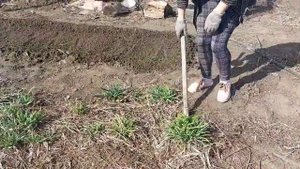 Весеннии работы. Садим правильно лук батун.