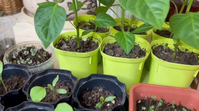 Рассада зеленеет и растет на глазах! 1 ч.л на литр воды! Средство за копейки для рассады. смотреть онлайн