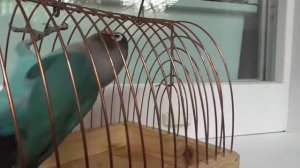 Птенец маскового неразлучника, как отличить молодняк от взрослой птицы