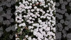 Иберис уход и содержание