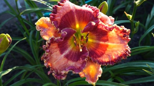 Лилейник PREMONITION 24.06.2015 смотреть онлайн