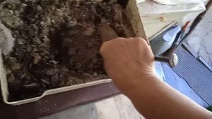 Калла  Эфиопская. С клумбы по горшкам и в квартиру! ?