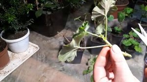 Обрезаю пеларгонию осенью и беру черенки.