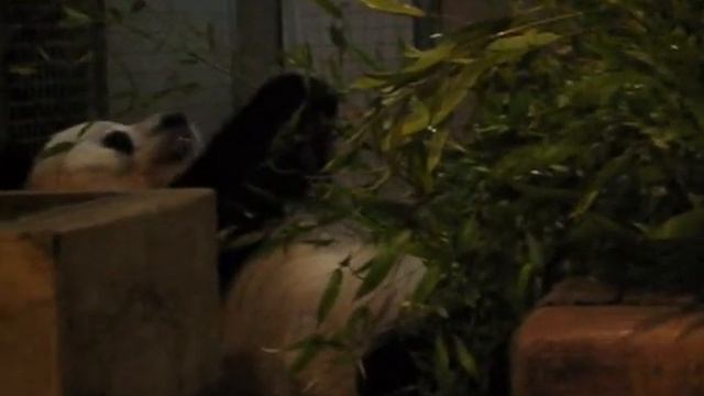 Bao Bao
