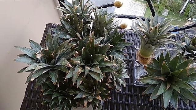 Как посадить ананас в домашних условиях смотреть онлайн