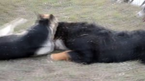 Бернский зенненхунд, ВЕО и аусси в Запорожье