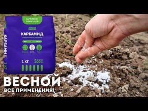 Хотите повысить урожай всех овощей на огороде? Сыпьте это под кусты и грядки в апреле-мае! Карбамид.
