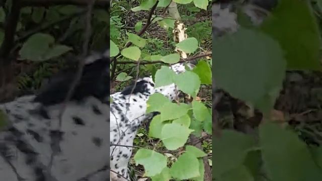 Заготовка дров ...принимаем заказы? смотреть онлайн