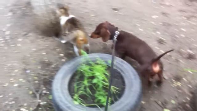 Такса играет с кошкой смотреть онлайн