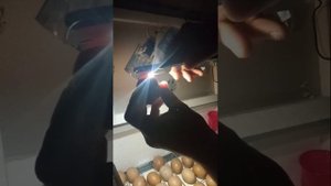 Овоскопирование яйца на 18 день