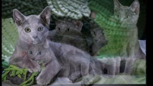 Детям о славных кошках. Стихи