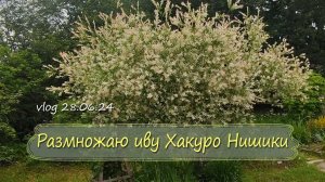 Японская ива Хакуро Нишики из веточек| Vlog Дача как есть 28.06.2024