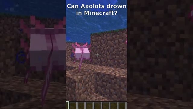 Can Axolotls drown in Minecraft?