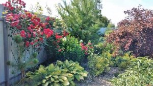 Красиво ГЛАЗ не ОТОРВАТЬ! Эффектные КЛЕМАТИСЫ в Саду.