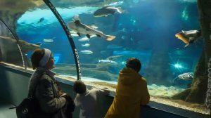 Экскурсия по Московскому океанариуму на ВДНХ (Москвариуму)