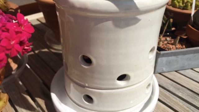 Обзор моей коллекции орхидей на апрель. Орхидеи в интерьере. смотреть онлайн