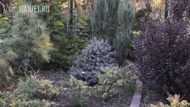 Ель карликовая «Glauca Globosa»