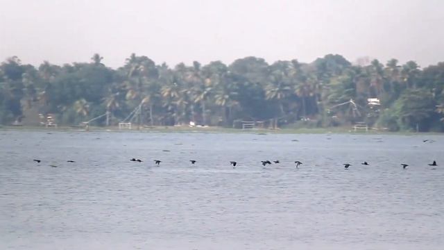 Видео, для снятия напряжения! Relax music - birds