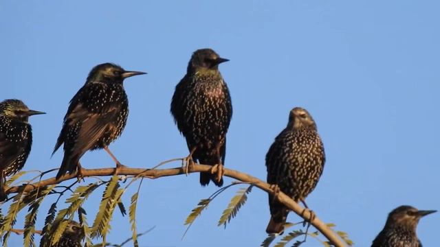 Вы слыхали, как скворчат скворцы? смотреть онлайн