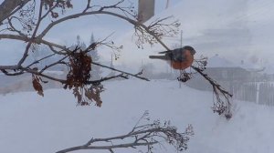 Зимние Чудеса Природы