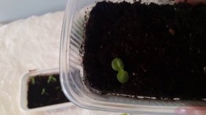 Эпин экстра! Незаменимый помощник для посева семян