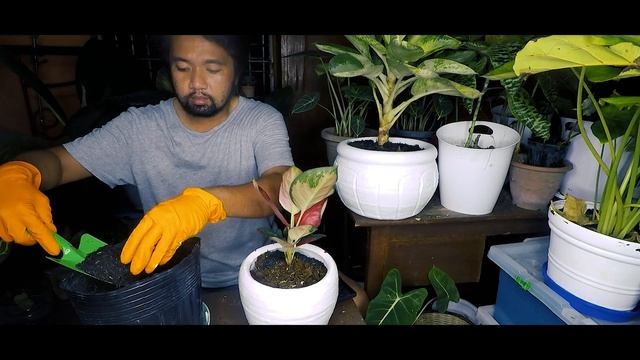 Calathea Dottie, Variegated ZZ Plant, Aglaonema Suksom Jaipong - Repotting смотреть онлайн