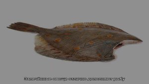 Запеченная камбала в духовке целиком