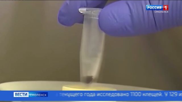 В Смоленской области каждый десятый исследованный клещ оказался заразным