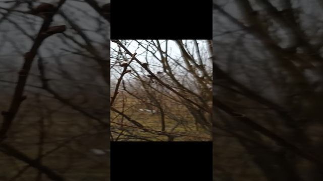 В конце ноября в Сибири распускается верба