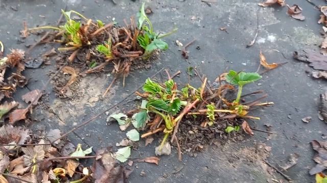 Агроткань, спанбонд. Сделайте свою жизнь легче.Моё мнение.
