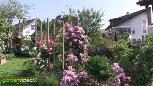 Rose Gertrude Jekyll®