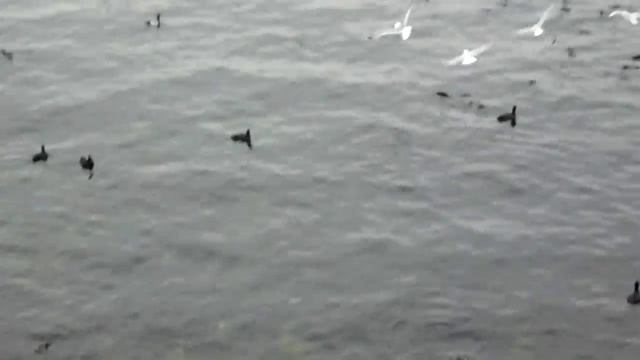 зимующие птицы в Севастополе смотреть онлайн