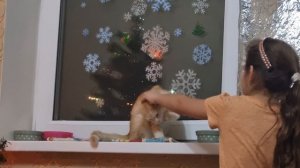 Эти смешные животные!