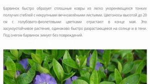 Какие цветы сажают в августе сентябре неприхотливые многолетники цветущие весной?