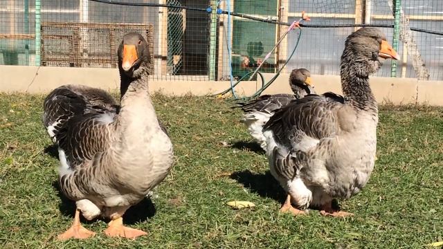 Тулузские гуси в Самаре 01.10.2018г смотреть онлайн