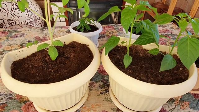 Чего боится рассада в домашних условиях смотреть онлайн